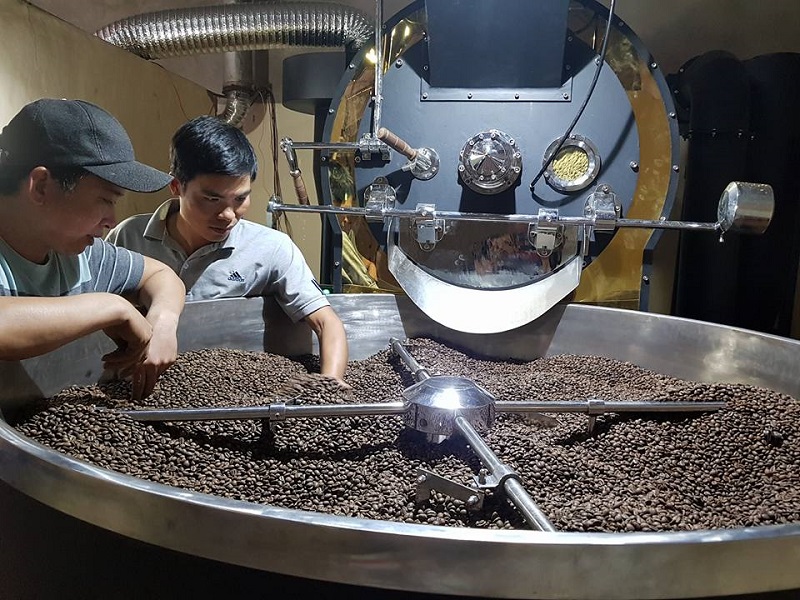 Kỹ thuật trồng cây cà phê xanh lùn